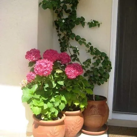 Koala - Rodi, Karidia Apartment *